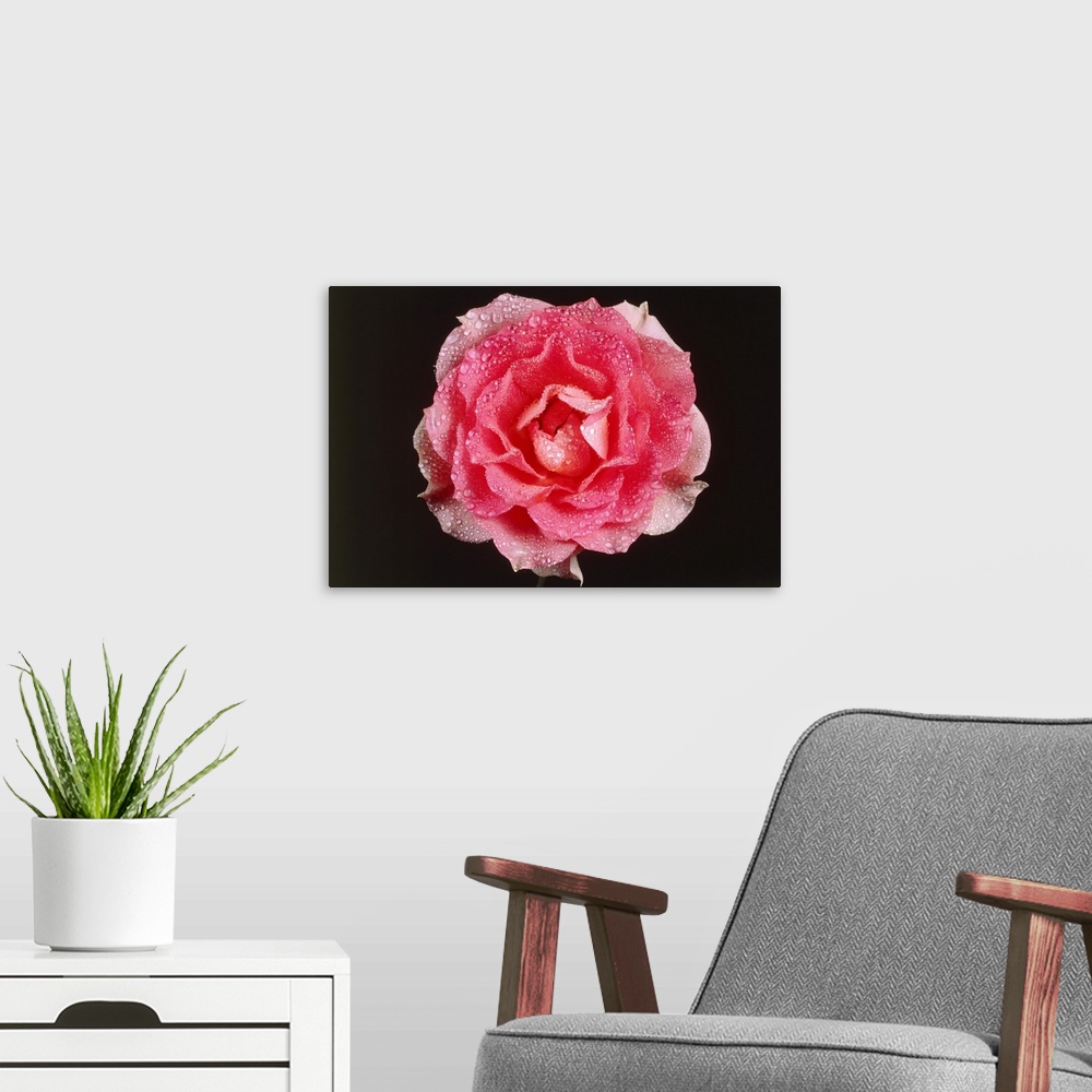 A modern room featuring Rose In Front Of A Black Background