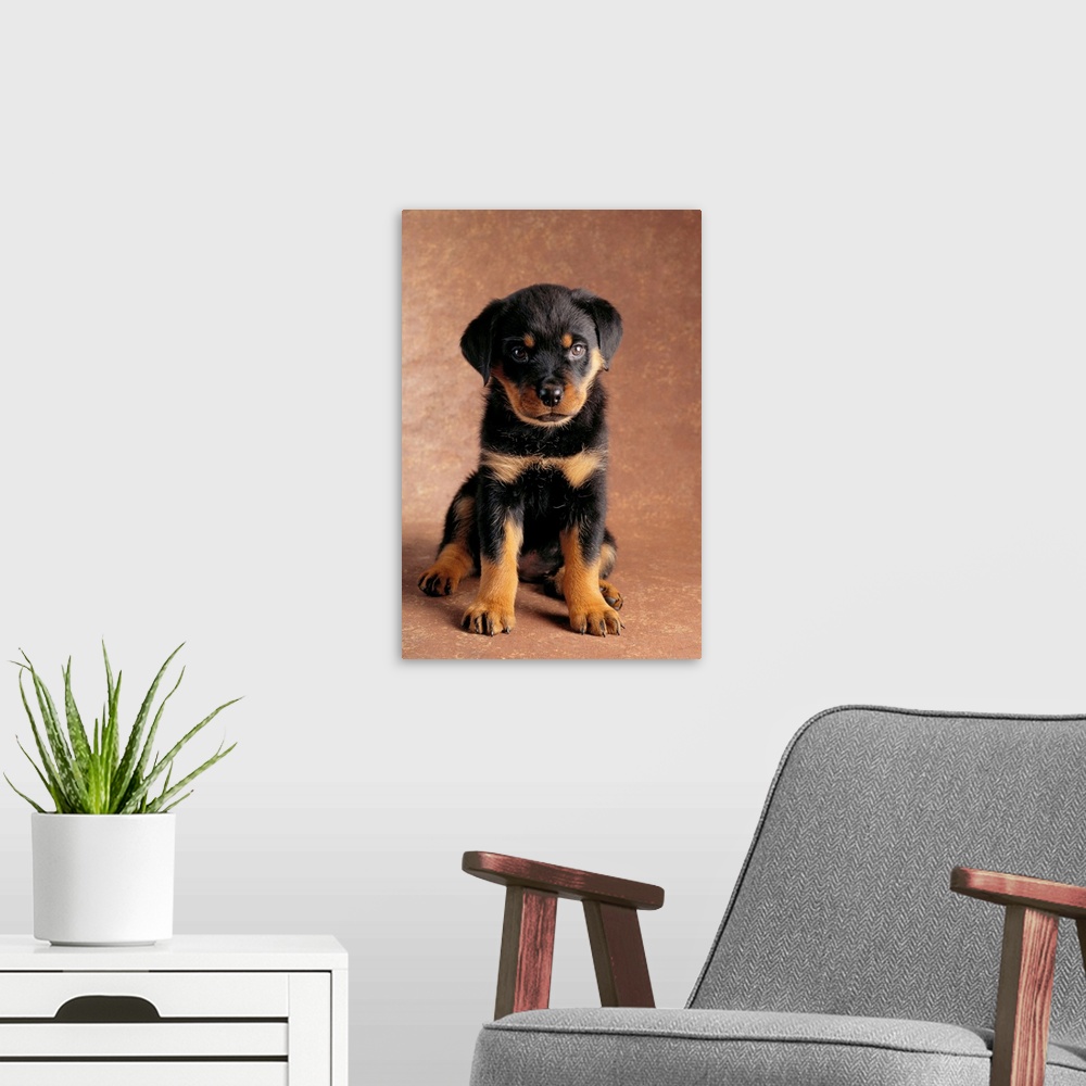 A modern room featuring Rottweiler Puppy