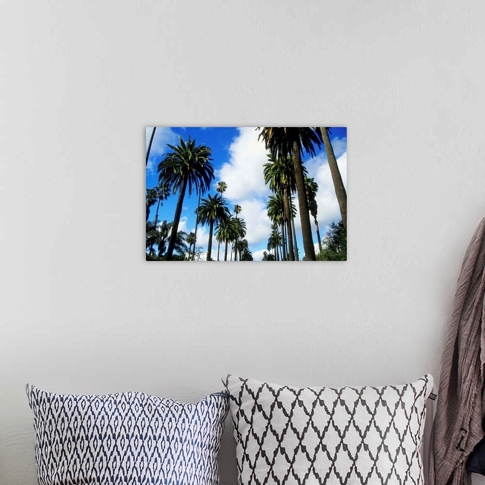 A bohemian room featuring Row of palm trees against blue sky in Beverly Hills, California