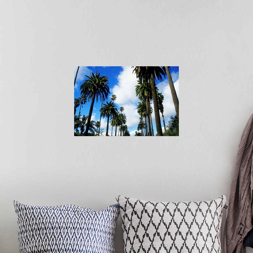 A bohemian room featuring Row of palm trees against blue sky in Beverly Hills, California