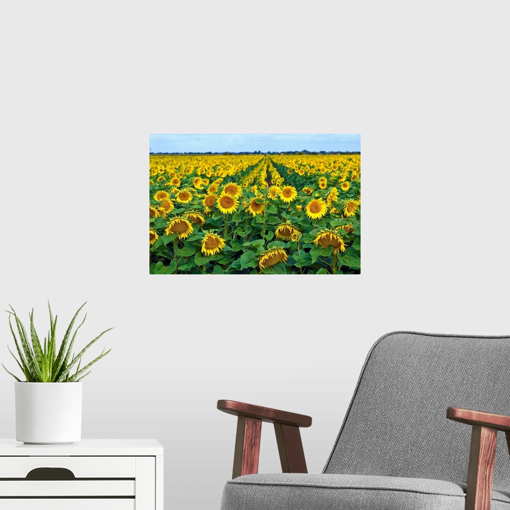 A modern room featuring Rows of sunflowers in France.