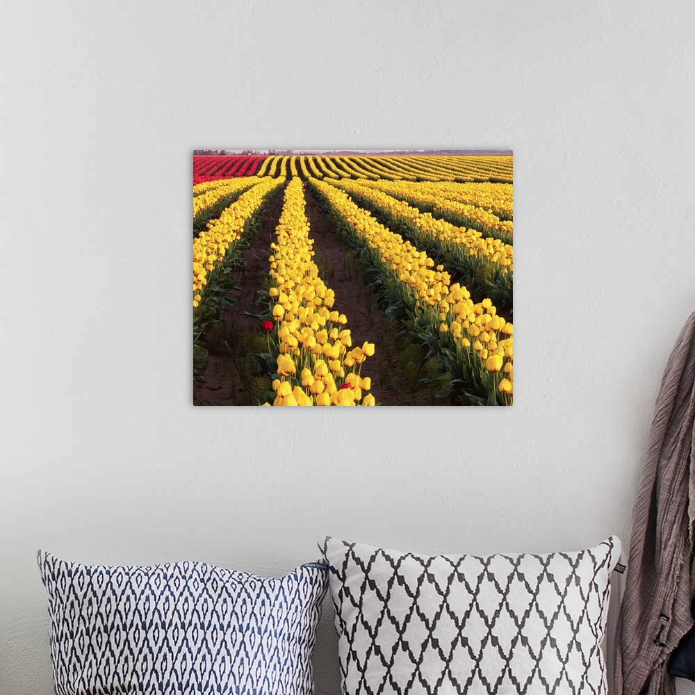 A bohemian room featuring Rows Of Yellow Tulips