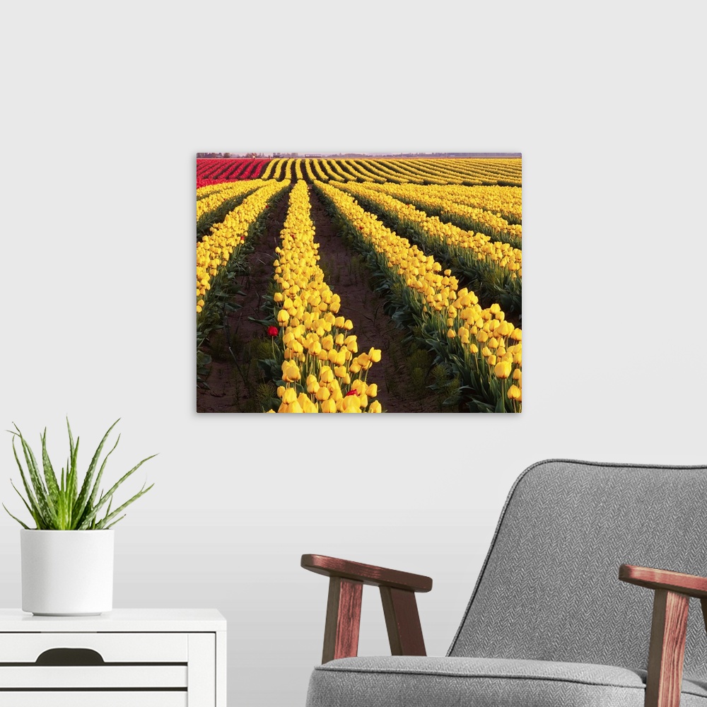 A modern room featuring Rows Of Yellow Tulips