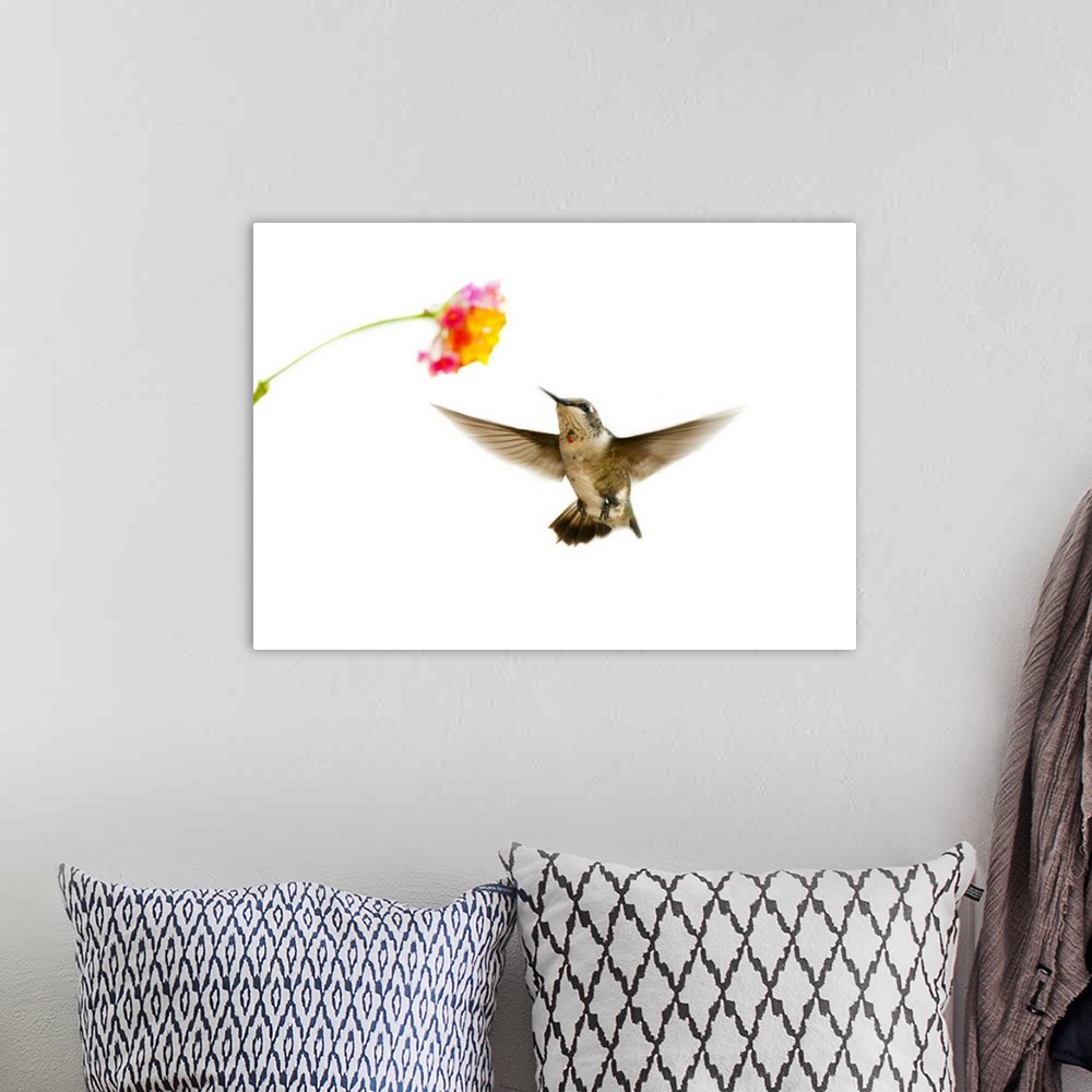 A bohemian room featuring Ruby-throated Hummingbird