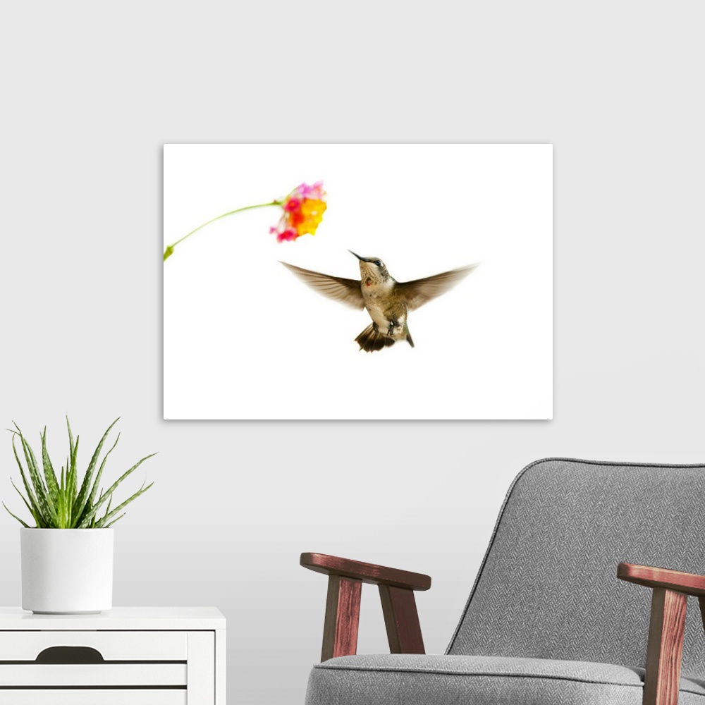 A modern room featuring Ruby-throated Hummingbird