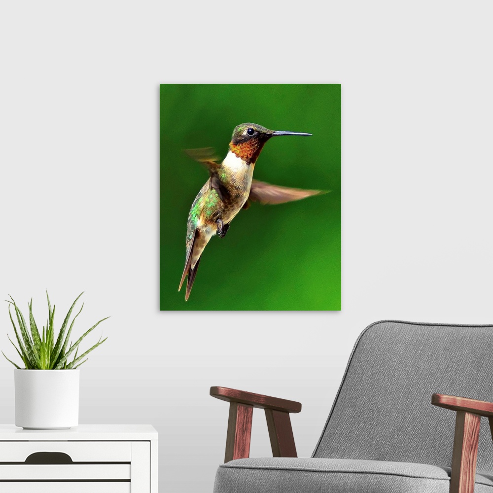 A modern room featuring Ruby throated hummingbird in mid-air against green forest background.