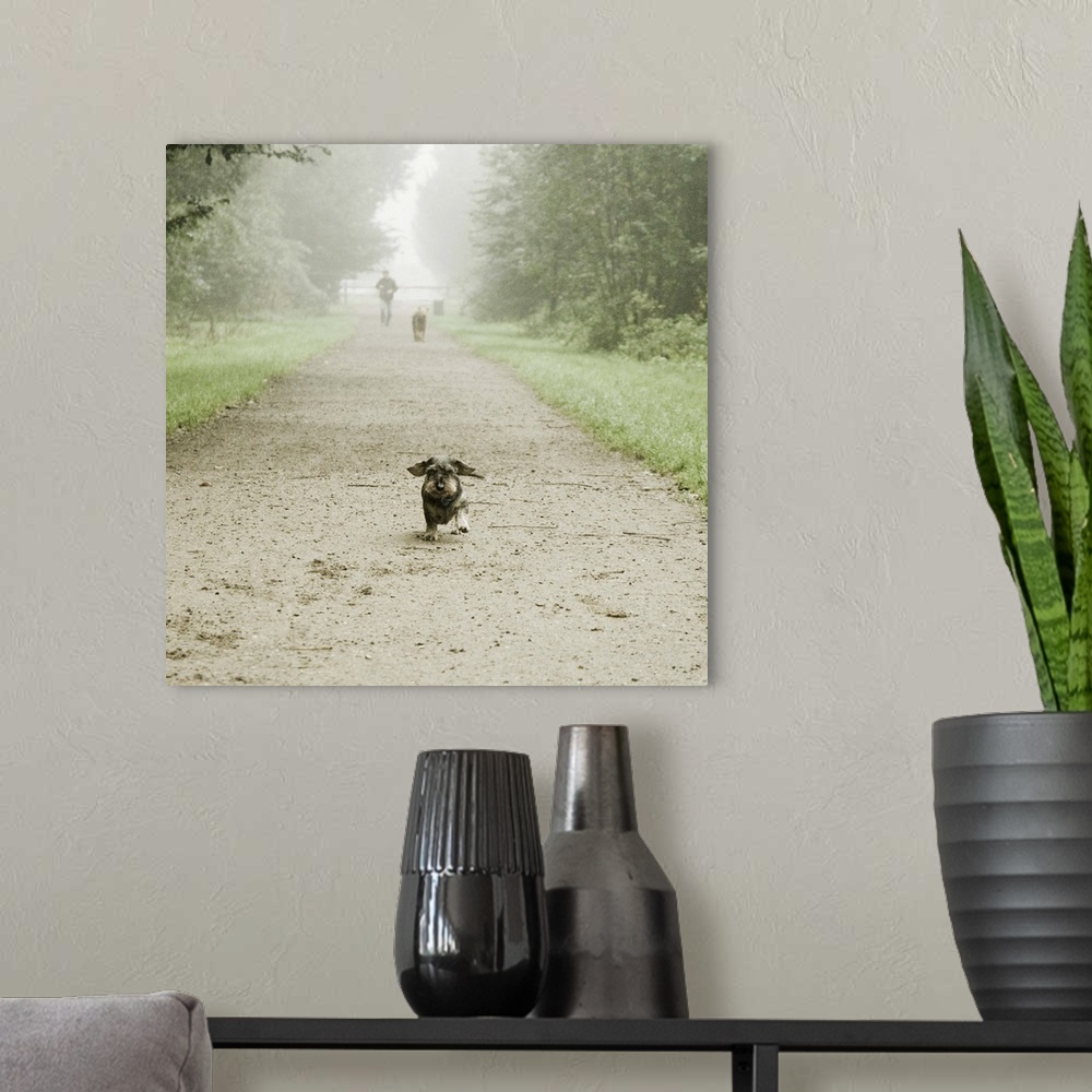 A modern room featuring Dachshund dog running on path of woods.