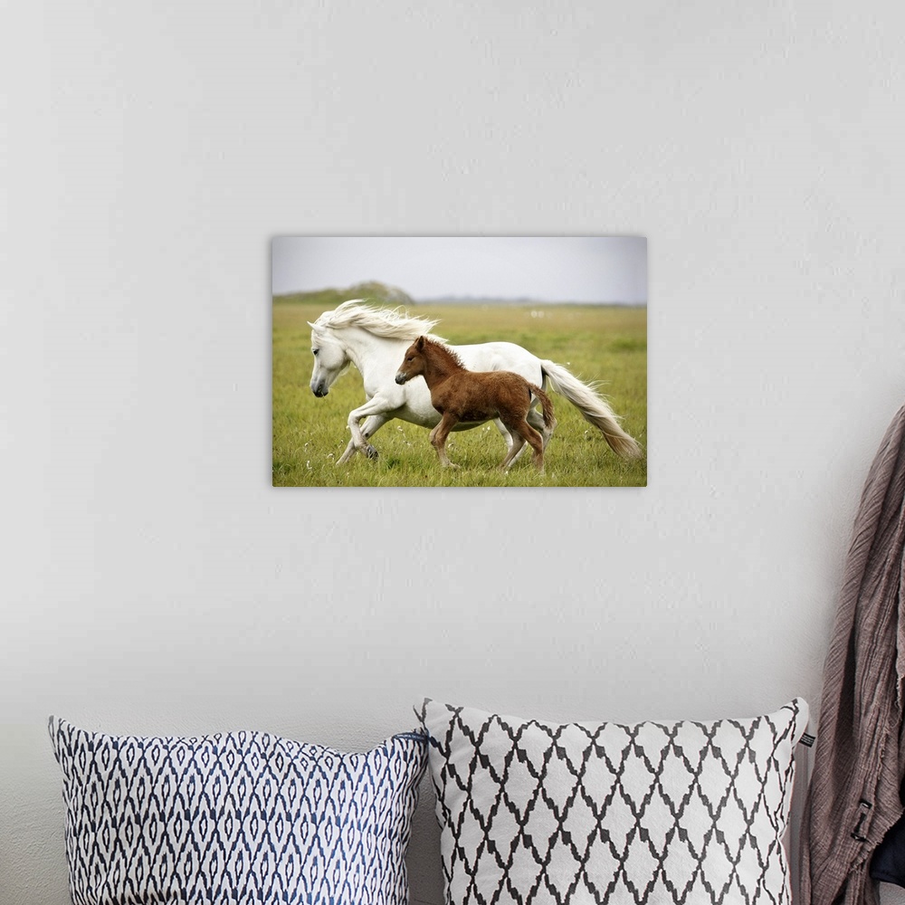 A bohemian room featuring A white horse runs through an open field with its offspring running beside her.