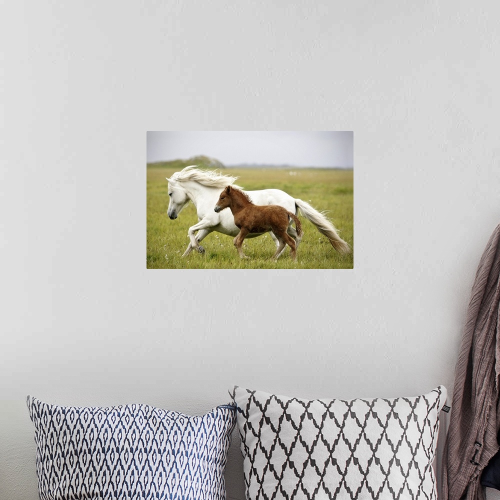 A bohemian room featuring A white horse runs through an open field with its offspring running beside her.