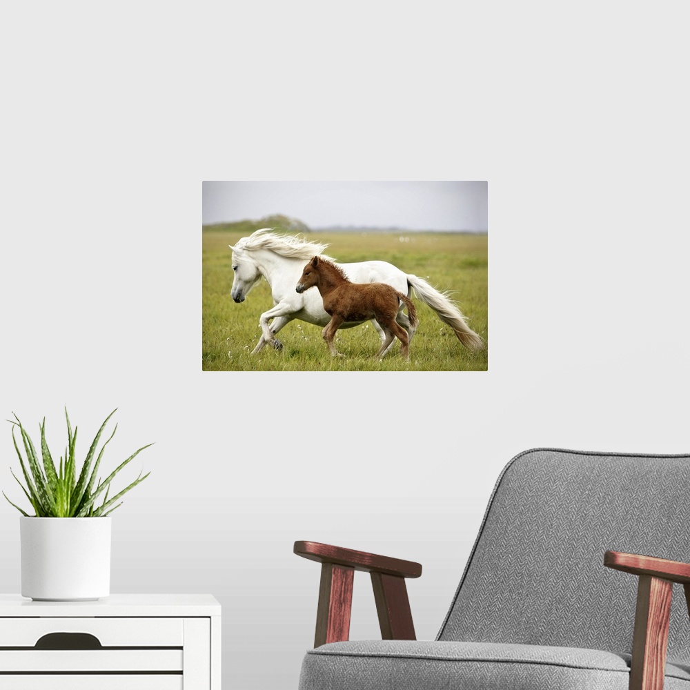 A modern room featuring A white horse runs through an open field with its offspring running beside her.