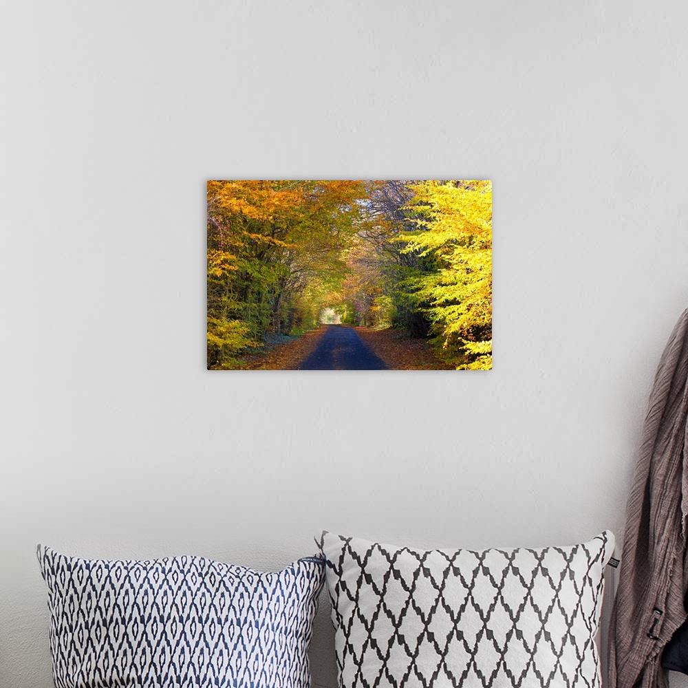 A bohemian room featuring Photograph of paved road trailing into colorful bright fall forest.