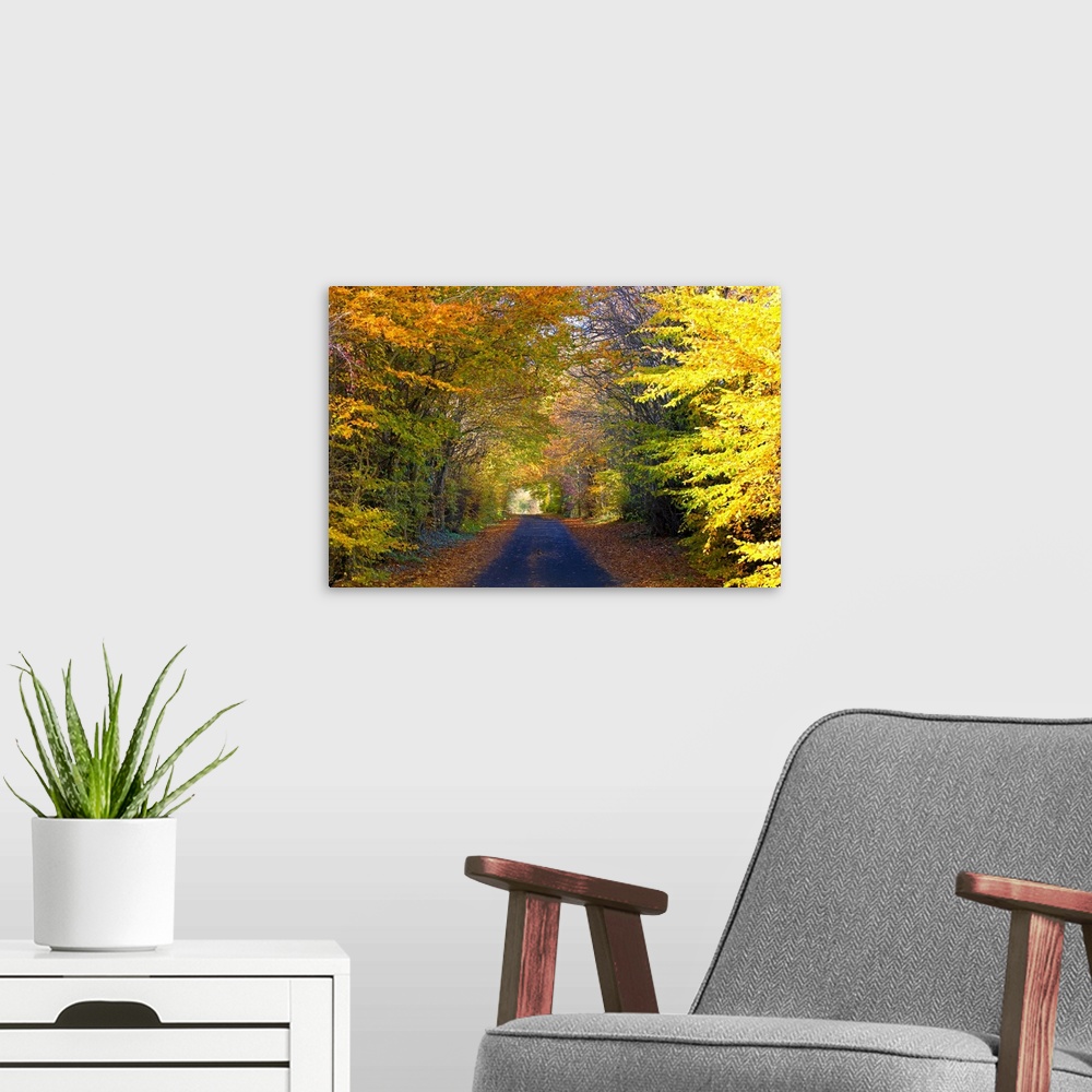 A modern room featuring Photograph of paved road trailing into colorful bright fall forest.