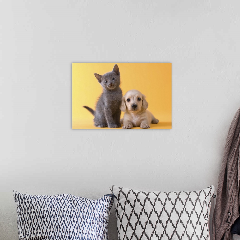 A bohemian room featuring Russian Blue Kitten and Dachshund Puppy