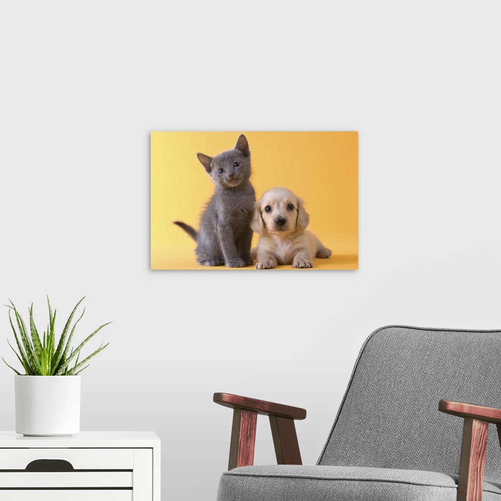 A modern room featuring Russian Blue Kitten and Dachshund Puppy