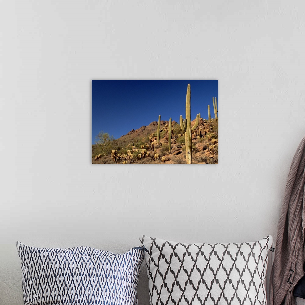 A bohemian room featuring Saguaro cacti and Tucson Mountains, Tucson Mountain State Park, Tucson, Arizona