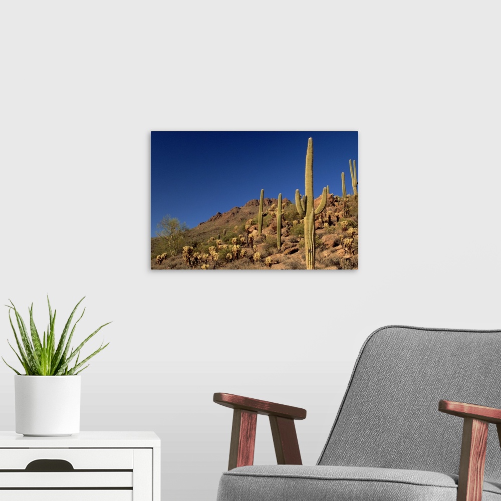 A modern room featuring Saguaro cacti and Tucson Mountains, Tucson Mountain State Park, Tucson, Arizona