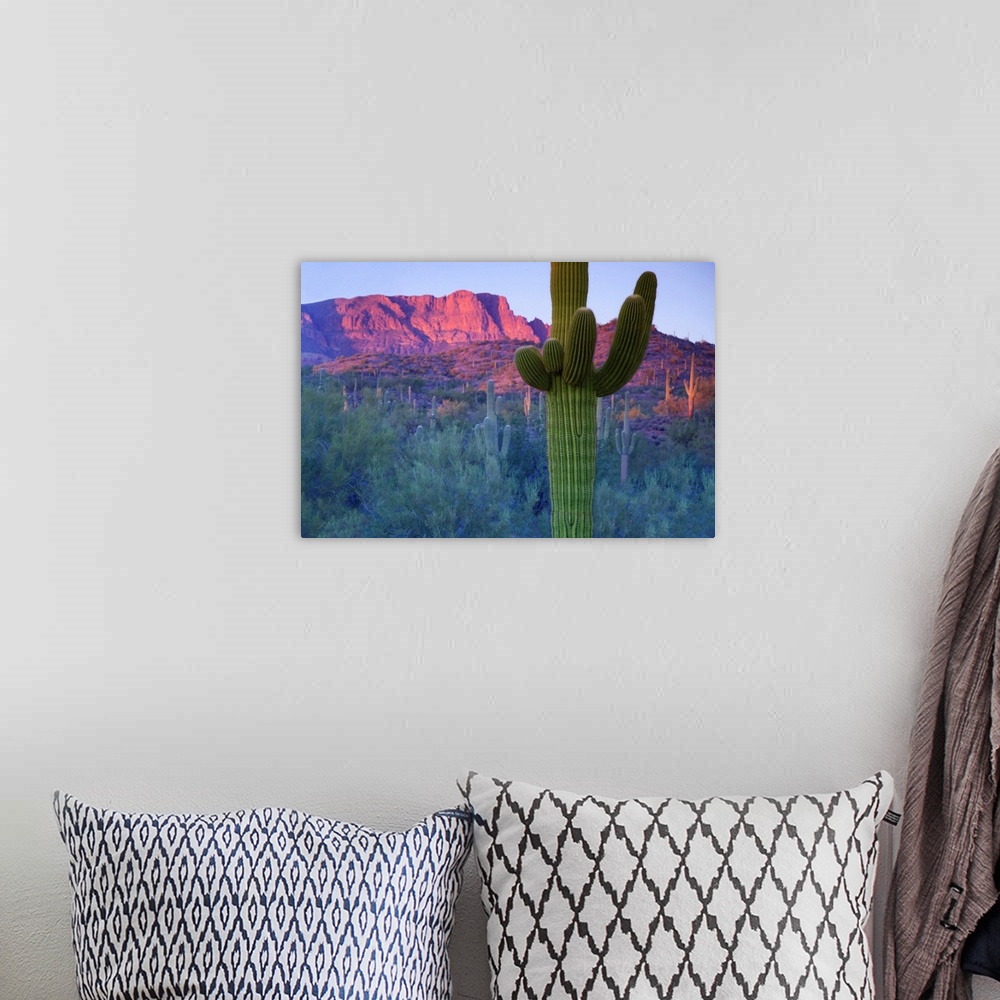 A bohemian room featuring Saguaro cacti with red mesa and sky beyond