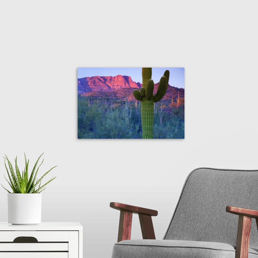 A modern room featuring Saguaro cacti with red mesa and sky beyond