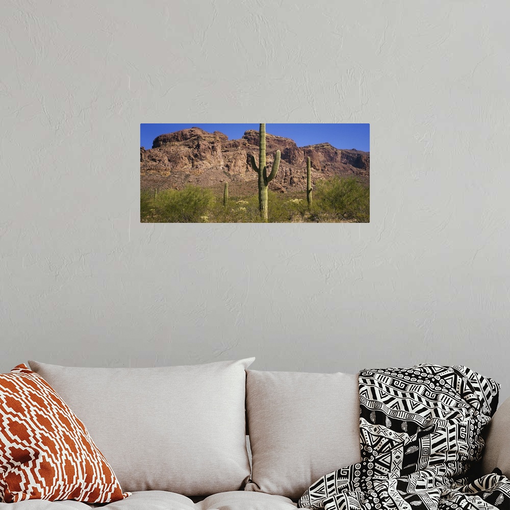 A bohemian room featuring USA, Arizona, Saguaro Cactus National Monument, saguaro cactus and mesquite