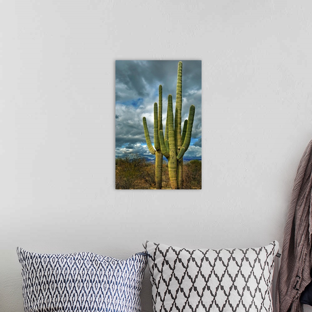 A bohemian room featuring Giant saguaro cacti standing guard in Saguaro National Park Tuscon Arizona.
