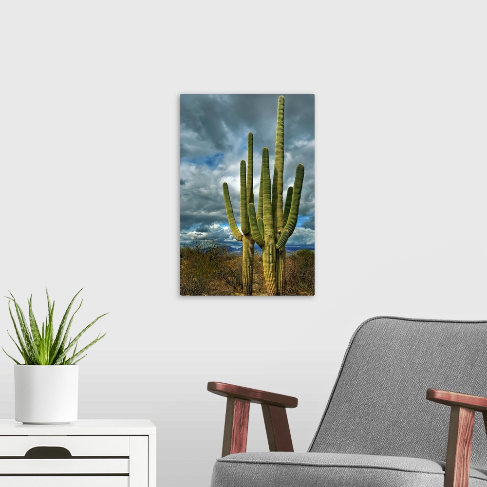 A modern room featuring Giant saguaro cacti standing guard in Saguaro National Park Tuscon Arizona.