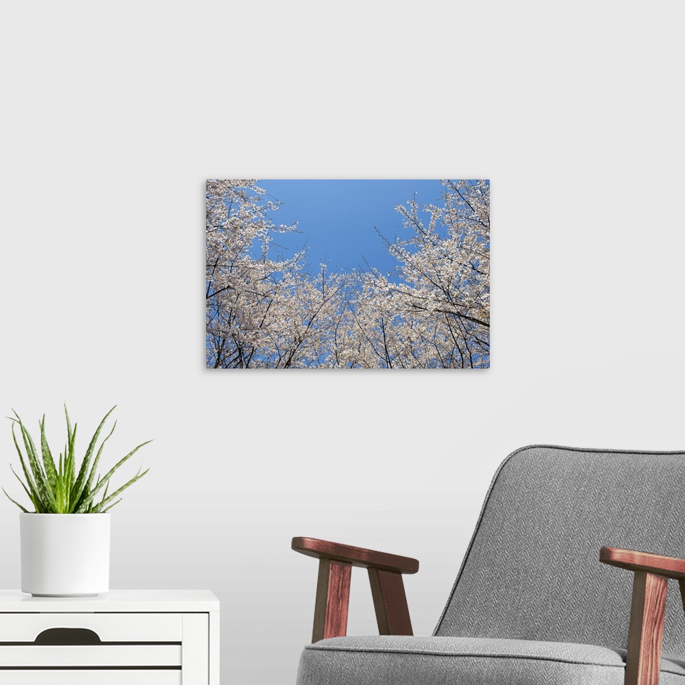 A modern room featuring Sakura blossom against blue sky.