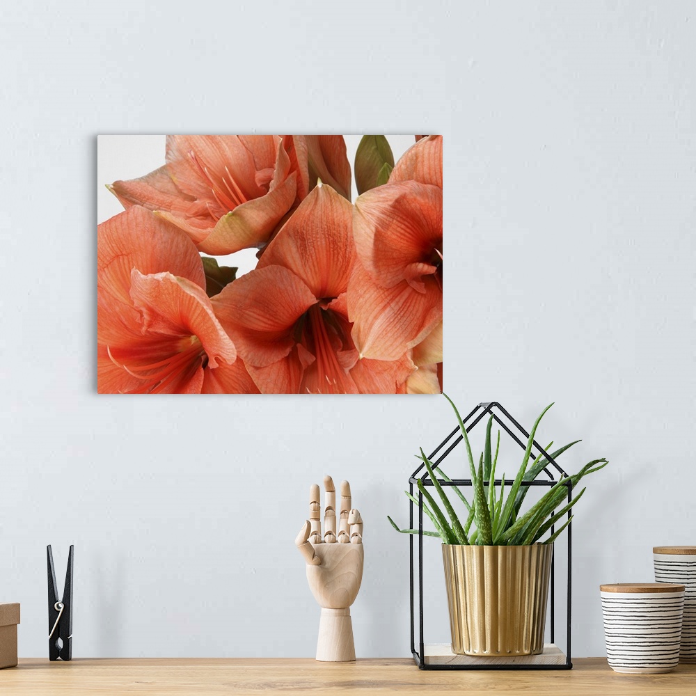 A bohemian room featuring Salmon amarylis lillies
