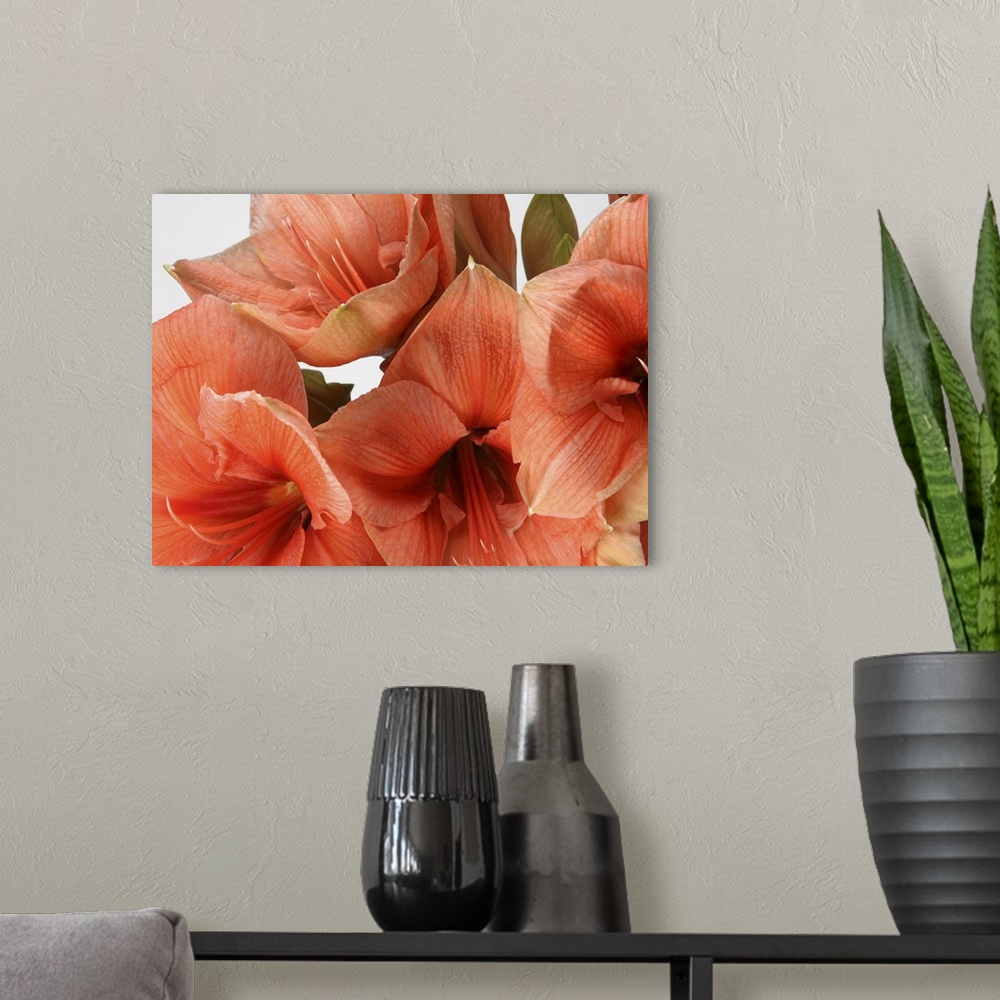 A modern room featuring Salmon amarylis lillies