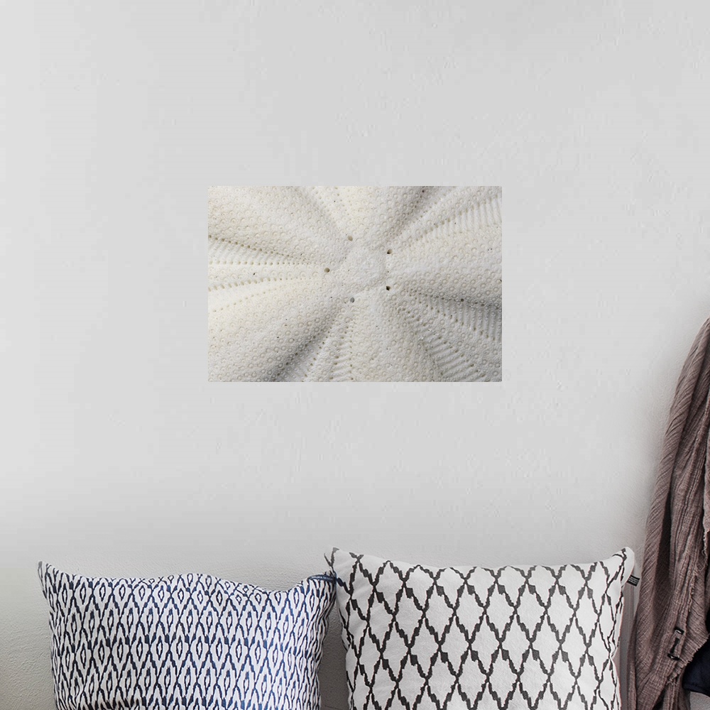 A bohemian room featuring Extreme close-up of the texture of a sand dollar shell.