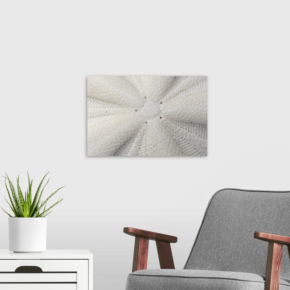 A modern room featuring Extreme close-up of the texture of a sand dollar shell.