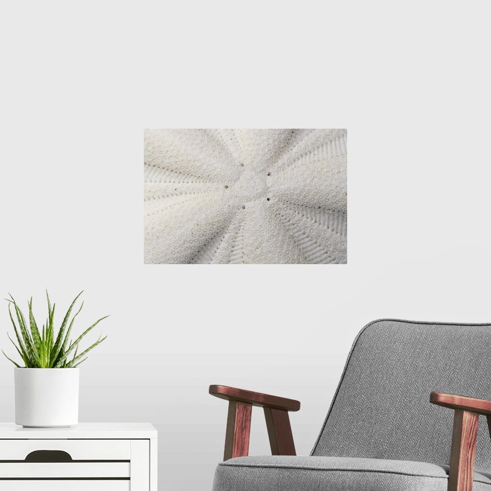 A modern room featuring Extreme close-up of the texture of a sand dollar shell.
