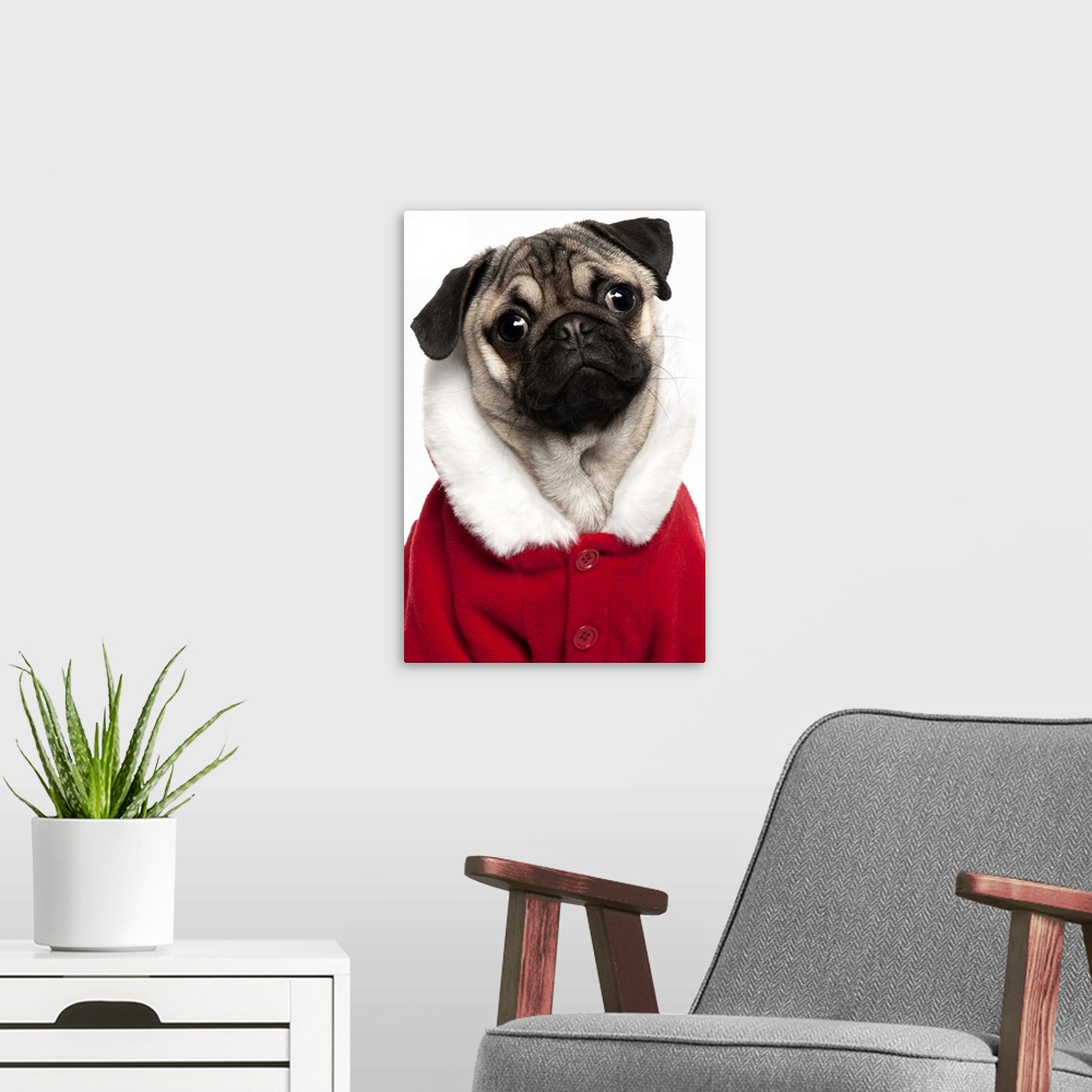 A modern room featuring Pug puppy (6 months old) wearing a Christmas coat