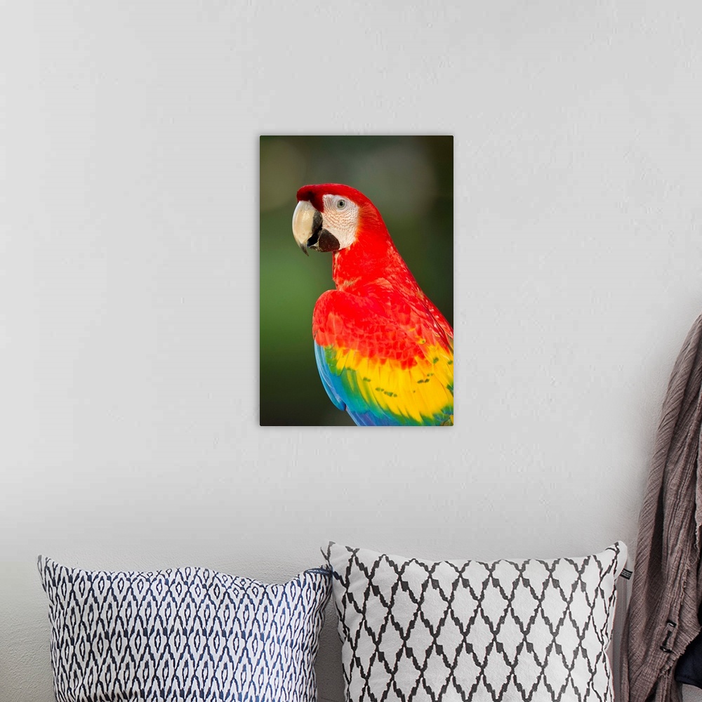 A bohemian room featuring Costa Rica, Guanacaste Province, Canas, Close-up of Scarlet Macaw (Ara macao) resting on perch in...
