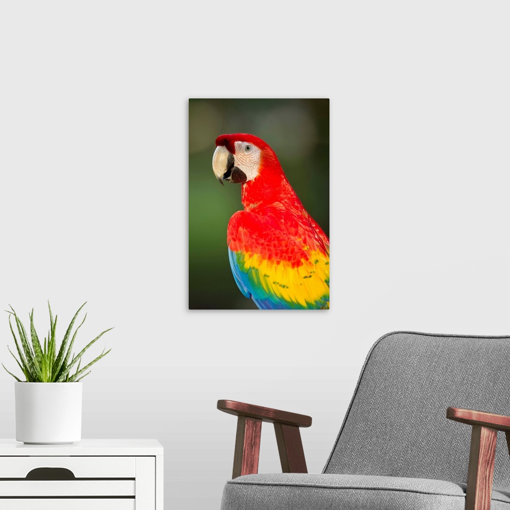A modern room featuring Costa Rica, Guanacaste Province, Canas, Close-up of Scarlet Macaw (Ara macao) resting on perch in...