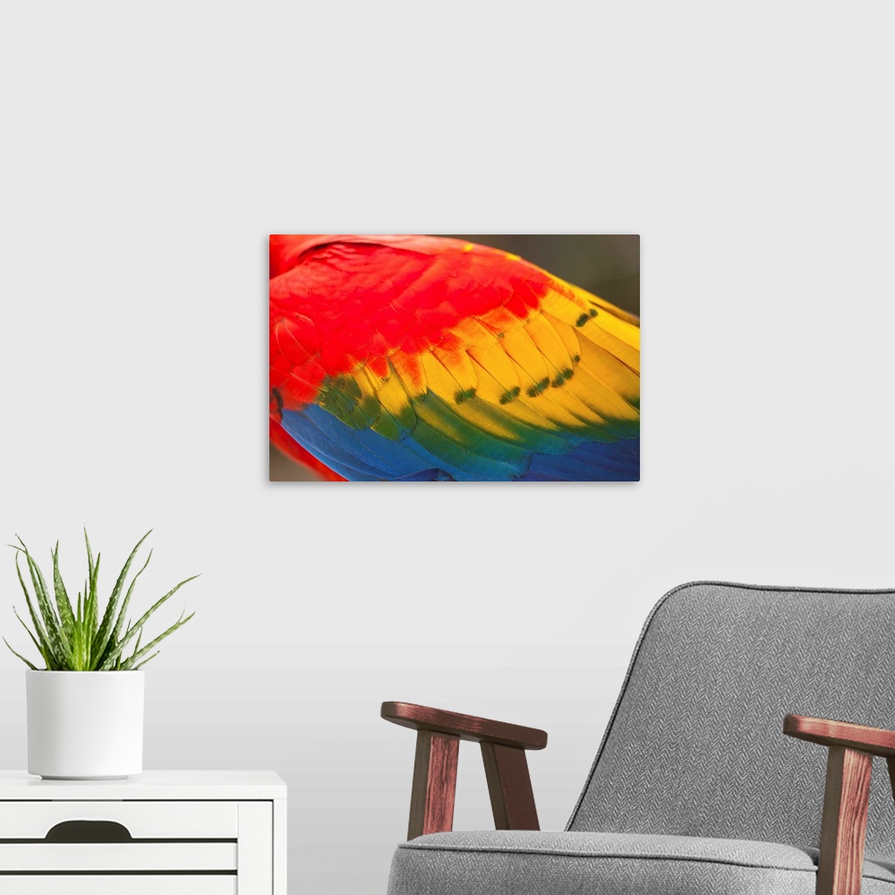 A modern room featuring Costa Rica, Guancaste Province, Canas, Close-up of feathers from Scarlet Macaw (Ara macao)