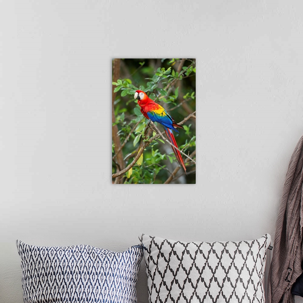 A bohemian room featuring Costa Rica, Guanacaste Province, Canas, Scarlet Macaw (Ara macao) resting on perch in tree