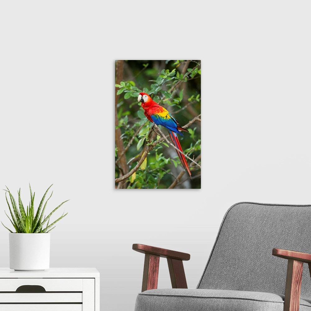 A modern room featuring Costa Rica, Guanacaste Province, Canas, Scarlet Macaw (Ara macao) resting on perch in tree