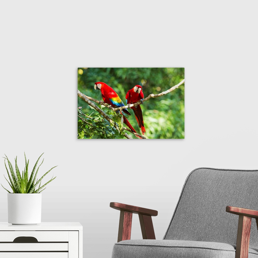 A modern room featuring Costa Rica, Guanacaste Province, Canas, Scarlet Macaws (Ara macao) resting on perch in trees