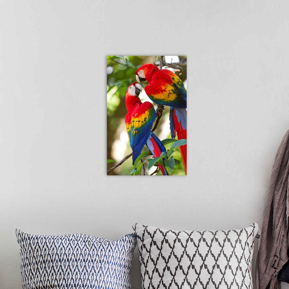 A bohemian room featuring Costa Rica, Guanacaste Province, Canas, Scarlet Macaws (Ara macao) resting on perch in trees