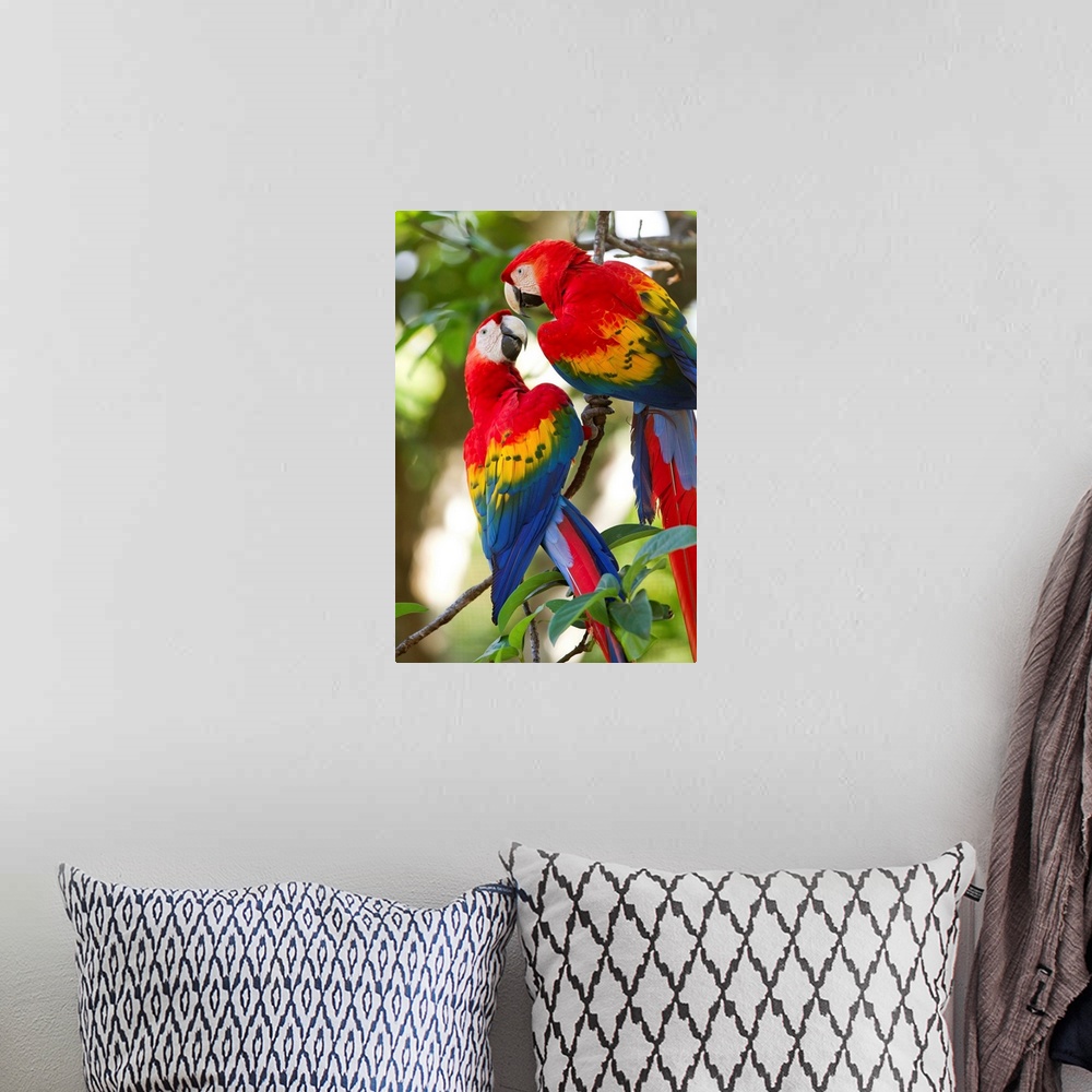 A bohemian room featuring Costa Rica, Guanacaste Province, Canas, Scarlet Macaws (Ara macao) resting on perch in trees