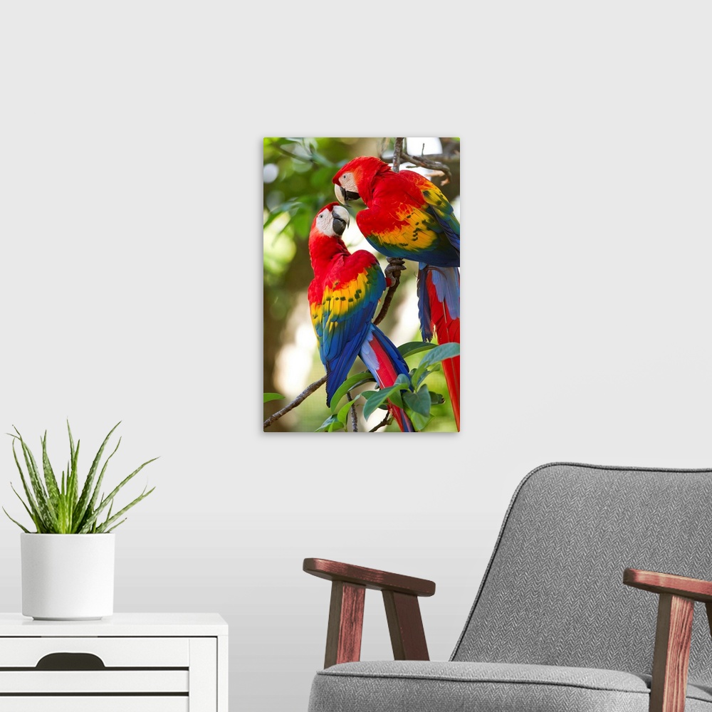 A modern room featuring Costa Rica, Guanacaste Province, Canas, Scarlet Macaws (Ara macao) resting on perch in trees