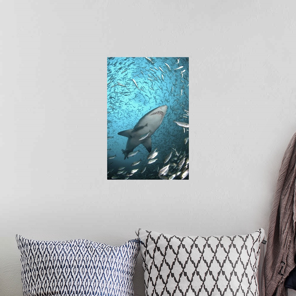A bohemian room featuring Taken underwater at Cape Infanta at the mouth of the Breede River.School of baitfish