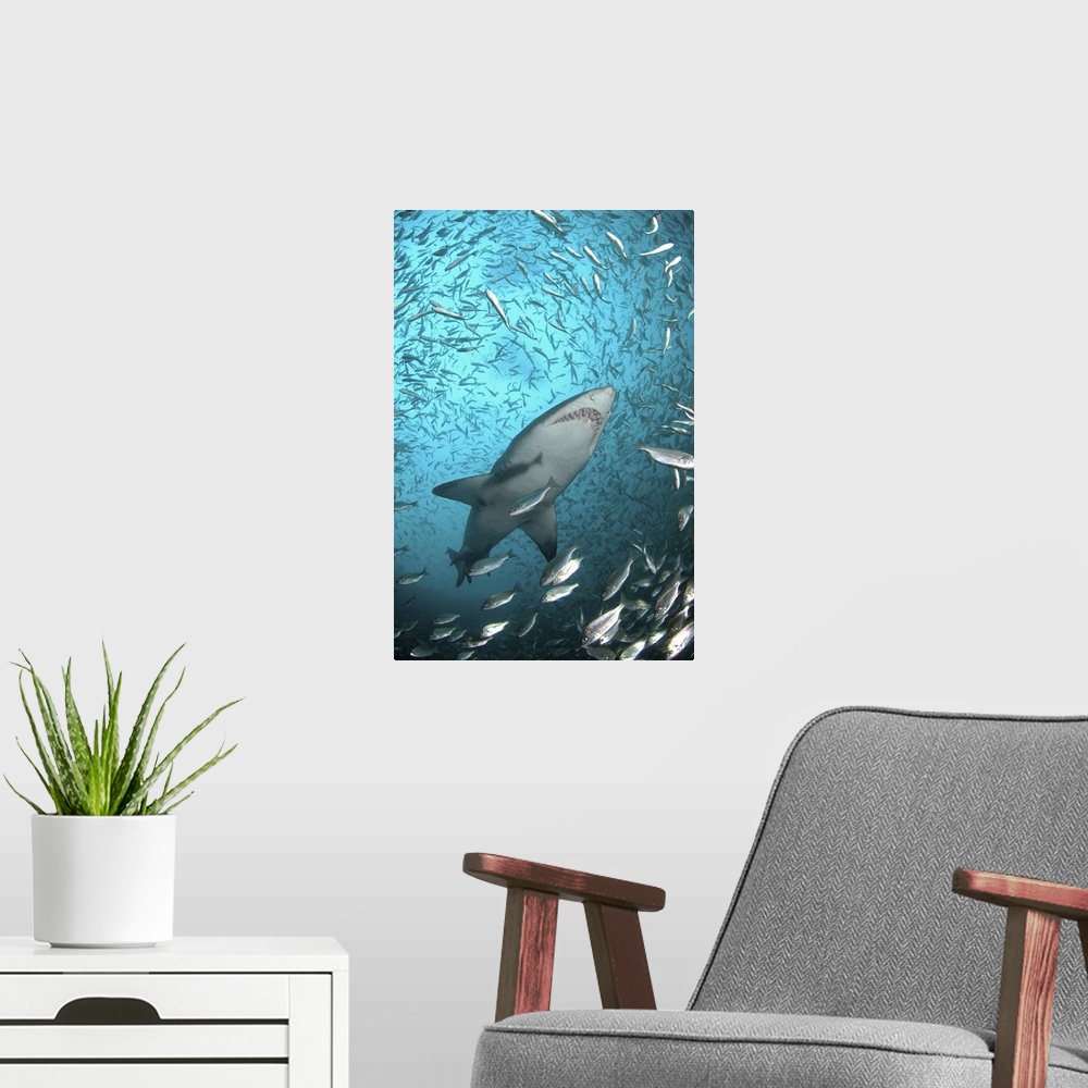 A modern room featuring Taken underwater at Cape Infanta at the mouth of the Breede River.School of baitfish