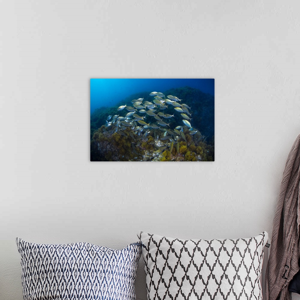 A bohemian room featuring Cow bream school with coral reef.