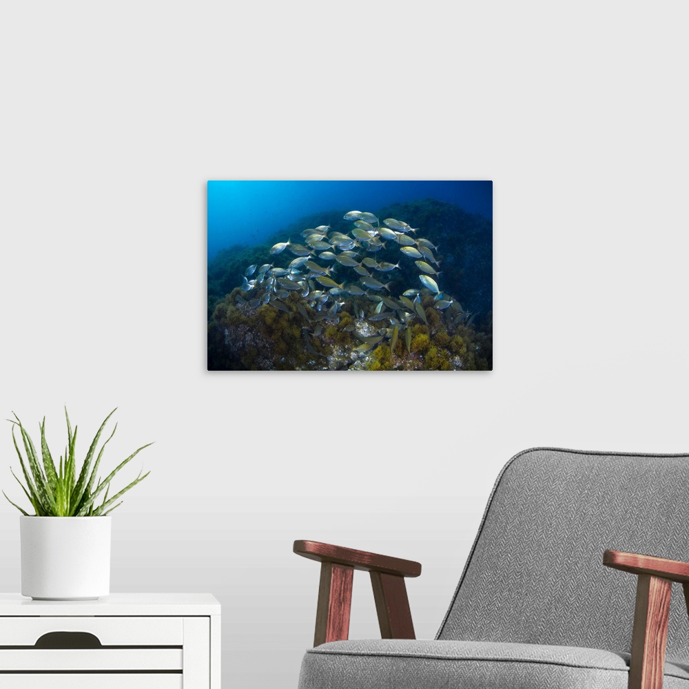A modern room featuring Cow bream school with coral reef.