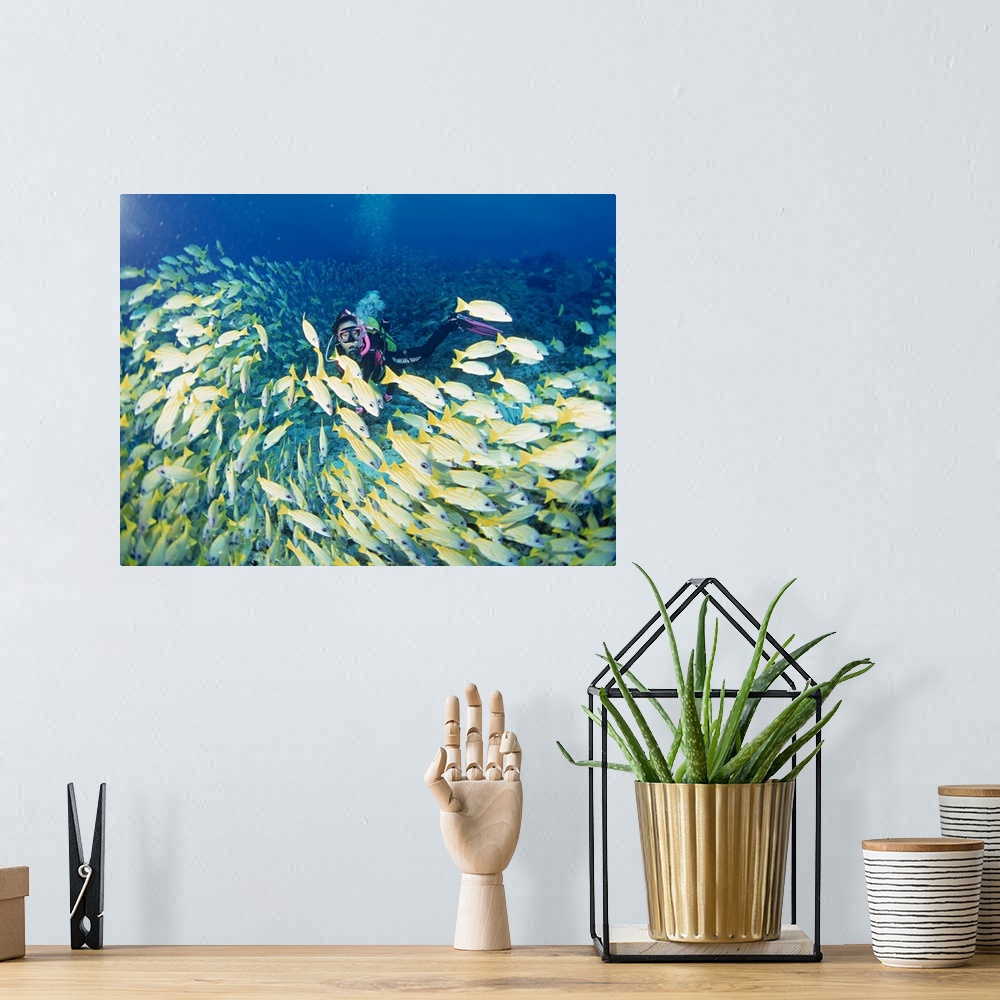A bohemian room featuring School of Fish