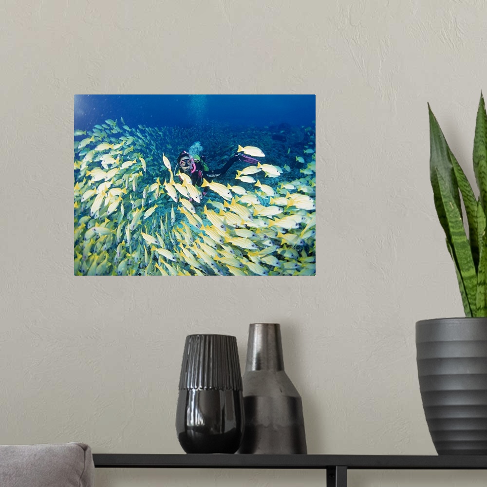 A modern room featuring School of Fish