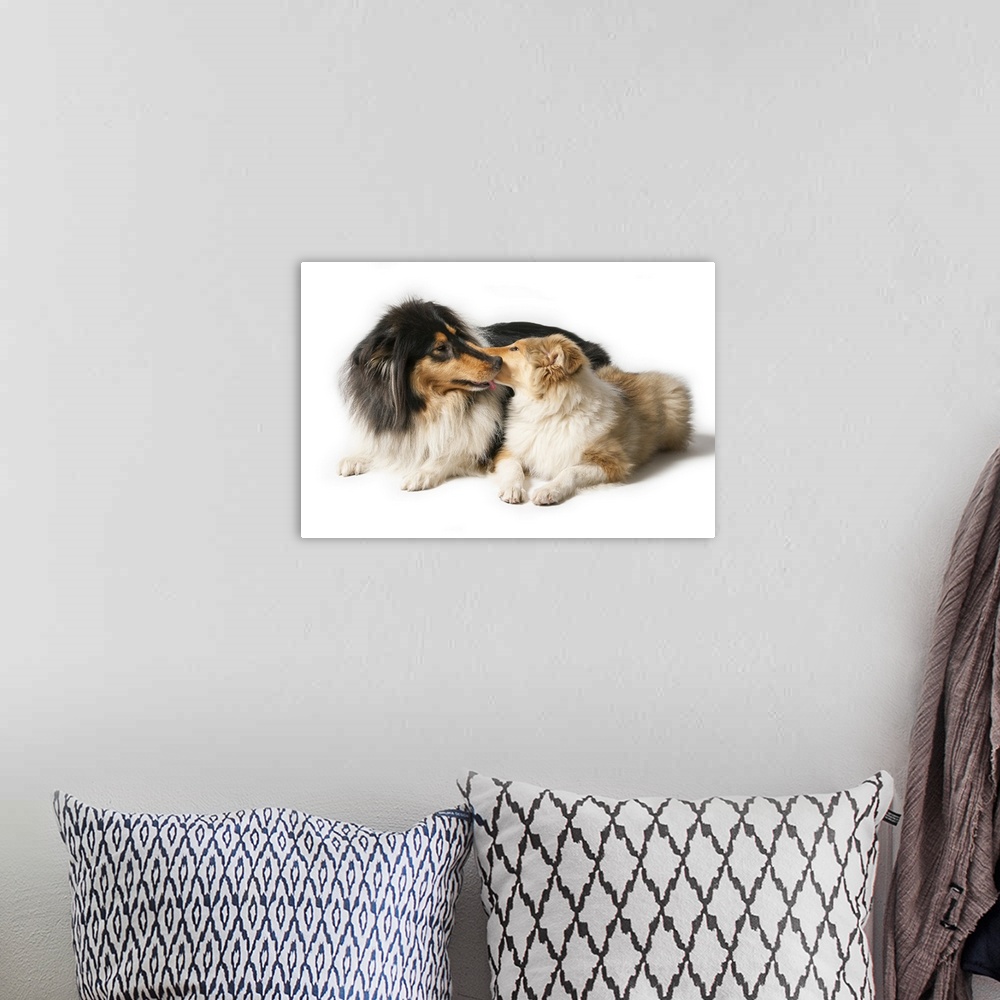 A bohemian room featuring Scottish Collie love scene!2 Female dogs. One 1.5 years old and a pup of 15 weeks.Lying on white ...
