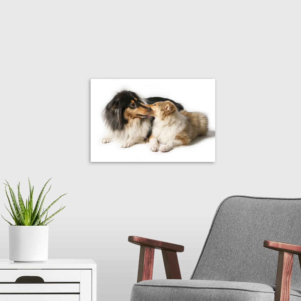 A modern room featuring Scottish Collie love scene!2 Female dogs. One 1.5 years old and a pup of 15 weeks.Lying on white ...