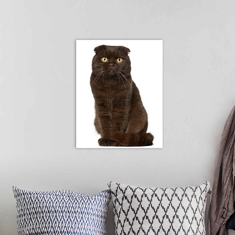 A bohemian room featuring Scottish Fold (18 months old) sitting